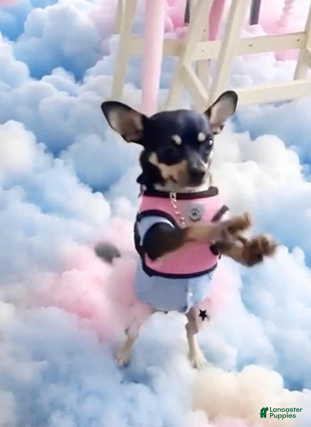 Chihuahua dogs for sale: Chihuahua Puppy Sty - Ad 8