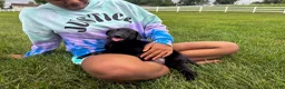 Labrador Retriever dogs for sale: Joe - Ad 3