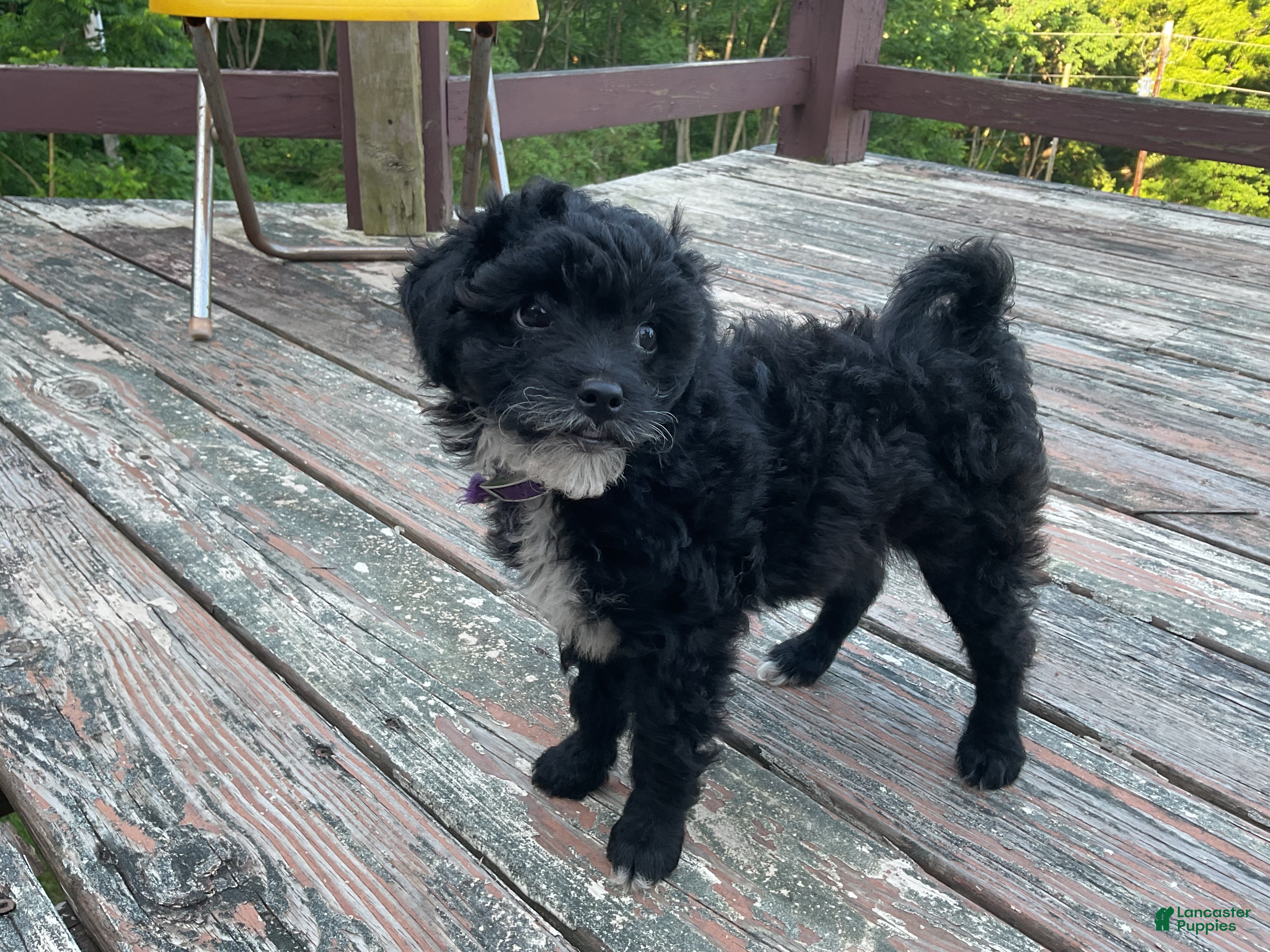 Mixed Breed dogs Lori - Ad 2