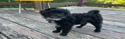 Mixed Breed dogs for sale: Lori - Ad 2