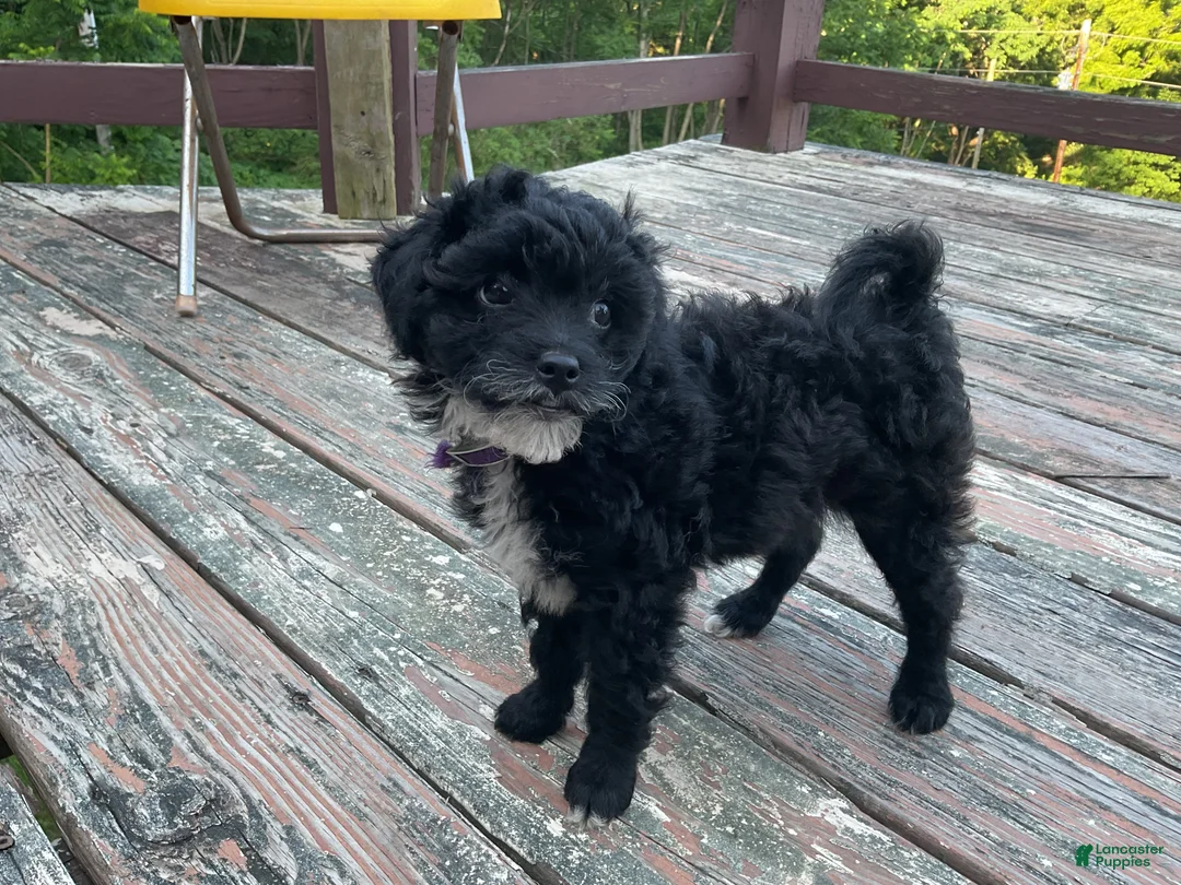 Mixed Breed dogs for sale: Lori - Ad 2