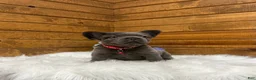 French Bulldog dogs for sale: Loki - Ad 3