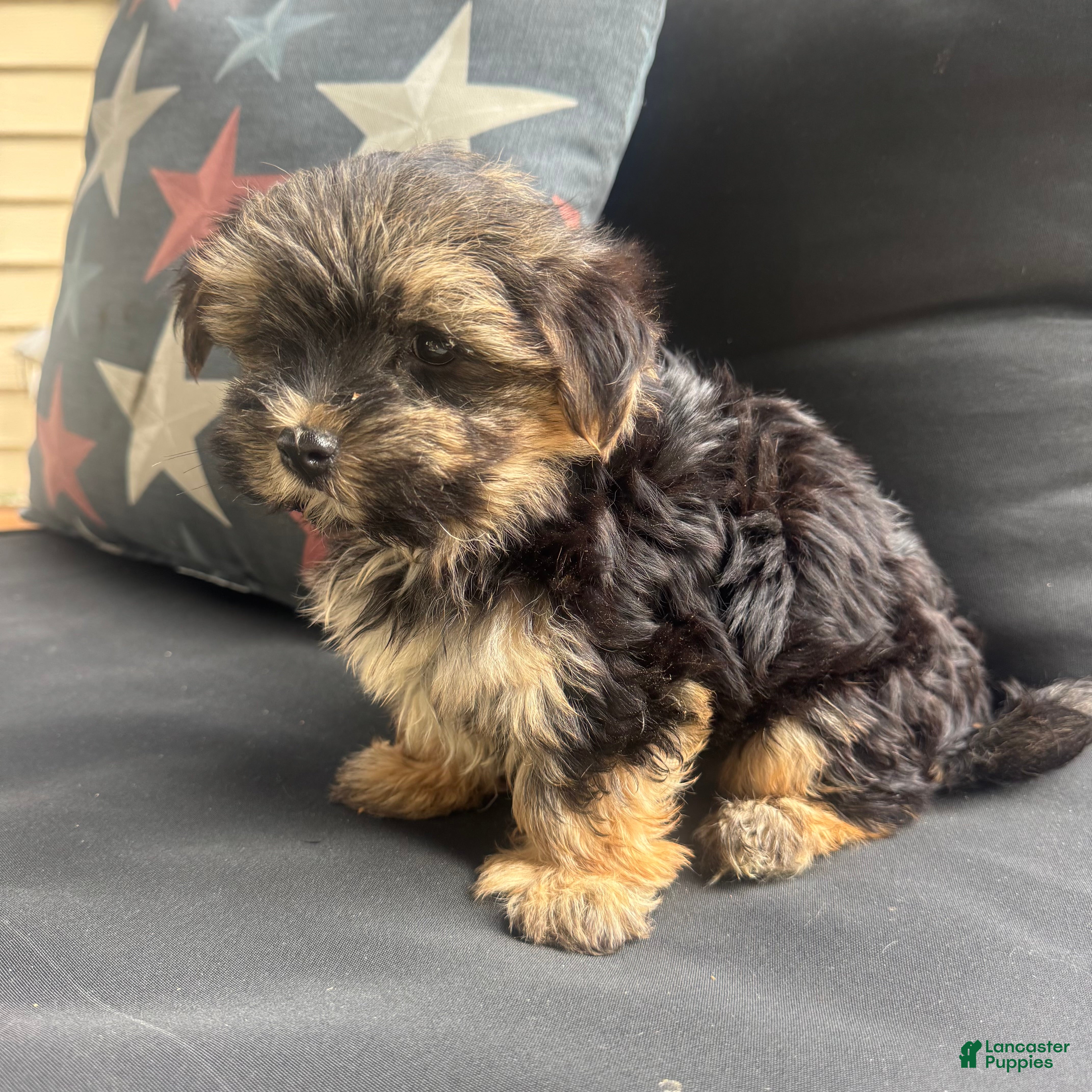 Morkie dogs Cam - Ad 2