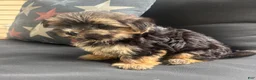 Morkie dogs for sale: Cam - Ad 2