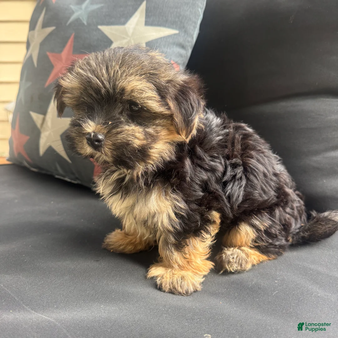 Morkie dogs for sale: Cam - Ad 2