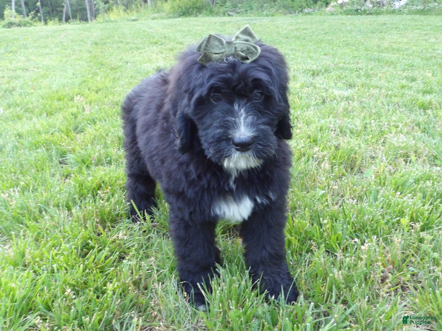 Bernedoodle dogs Tommy - Ad 2