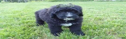 Bernedoodle dogs for sale: Tommy - Ad 2