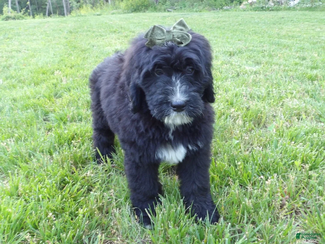 Bernedoodle dogs for sale: Tommy - Ad 2