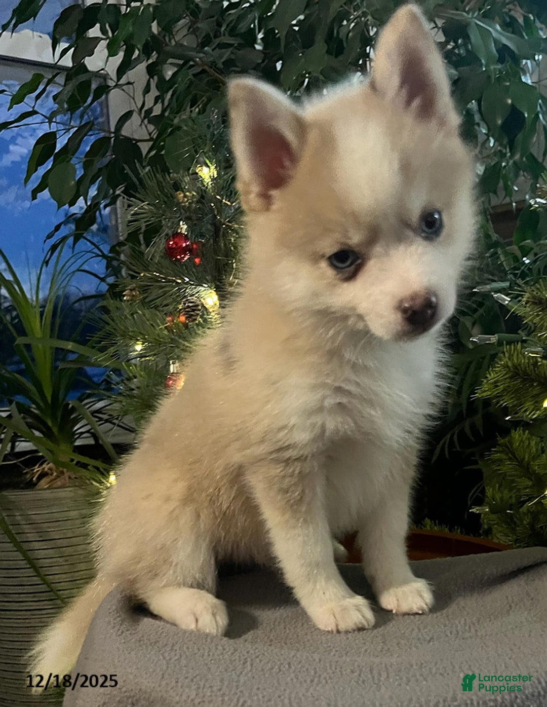 Pomsky dogs for sale: Herald - Ad 1