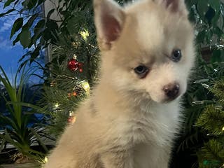 Pomsky dogs Herald - Ad 27