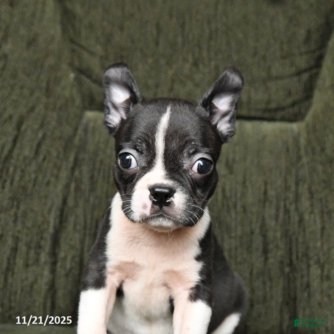 Boston Terrier dogs for sale: Roxie - Ad 8