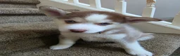 Pomsky dogs for sale: Annabelle - Ad 2