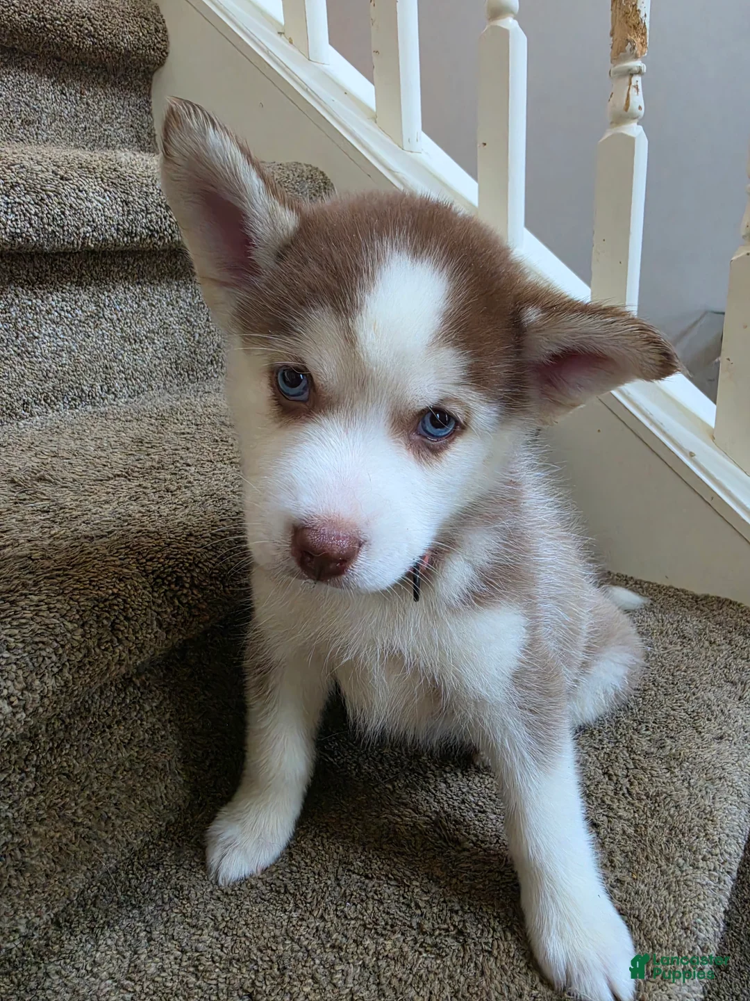 Pomsky dogs for sale: Annabelle - Ad 2