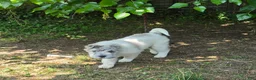 Shar Pei dogs for sale: Nova merle flower bear  - Ad 15