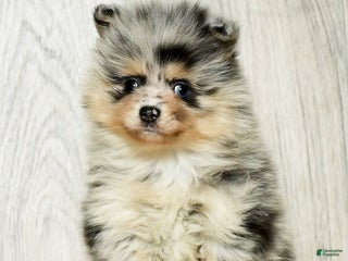 Pomeranian dogs - Ad 17