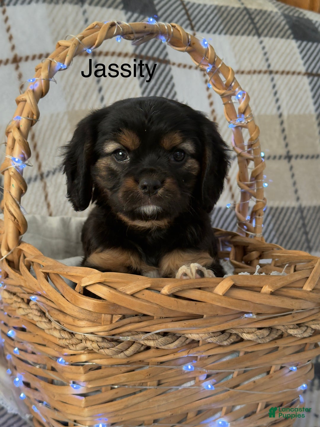 Mixed Breed dogs for sale: Jassity - Ad 6