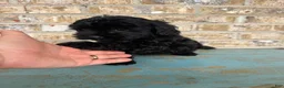 Mixed Breed dogs for sale: Salem - Ad 5