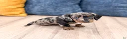 Miniature Dachshund dogs for sale: Luna - Ad 3