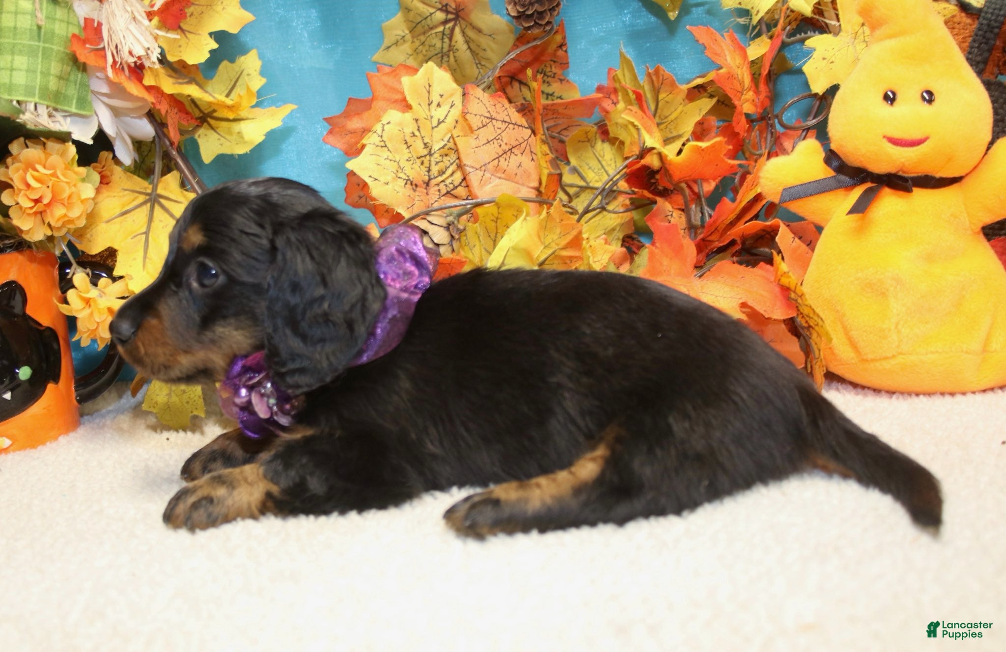 Miniature Dachshund dogs for sale: Elijah - Ad 2