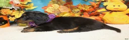 Miniature Dachshund dogs for sale: Elijah - Ad 2