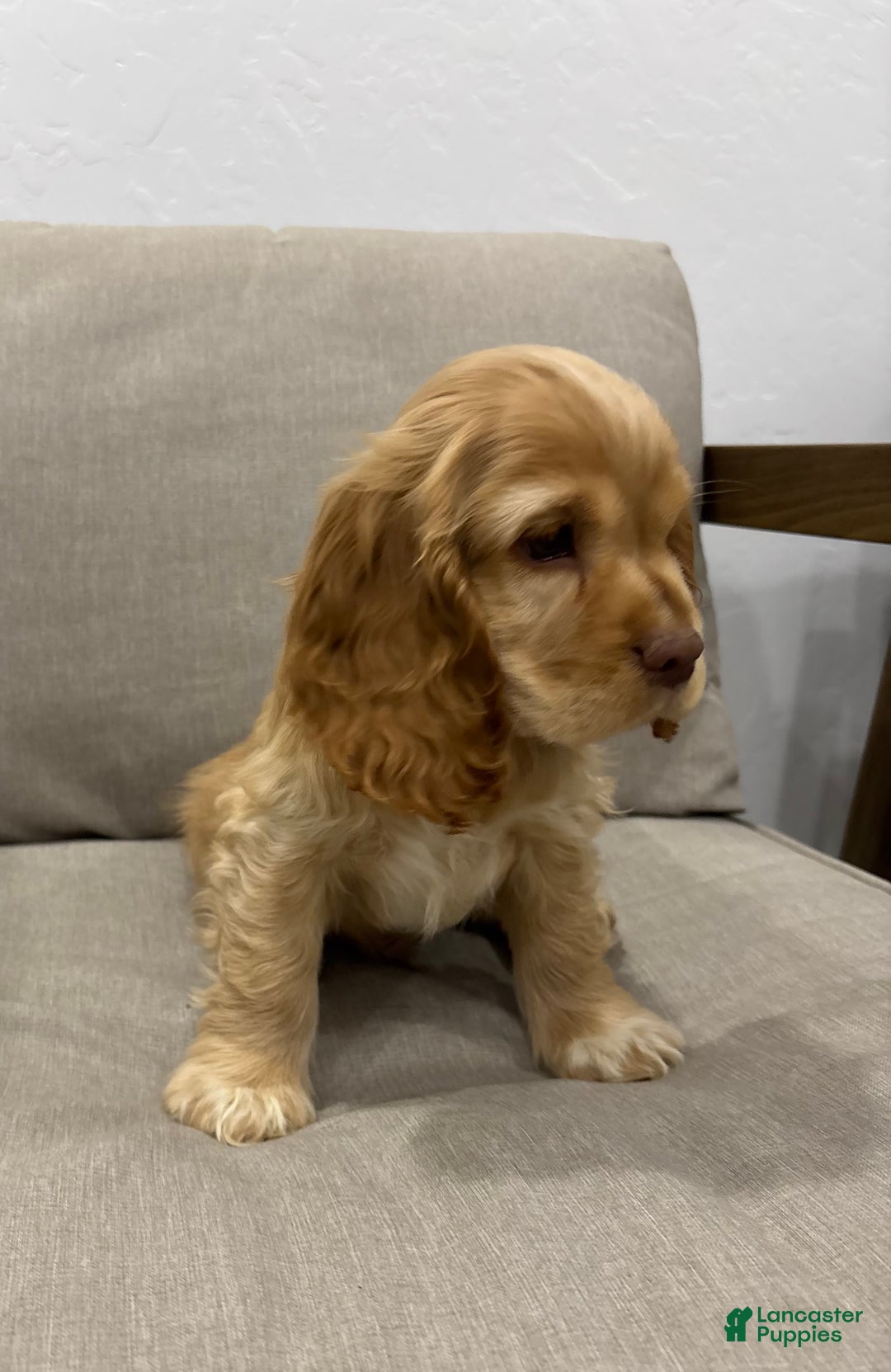 Cocker Spaniel dogs for sale: AKC Hunter - Ad 4