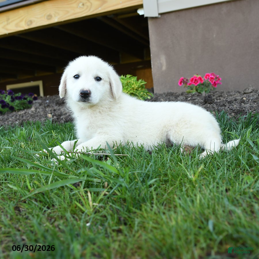 Maremma Sheepdog dogs Evie - Ad 2