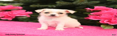 Fluffy