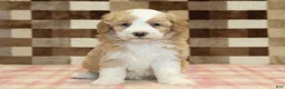 Mini Bernedoodle dogs for sale: Honey - Ad 3
