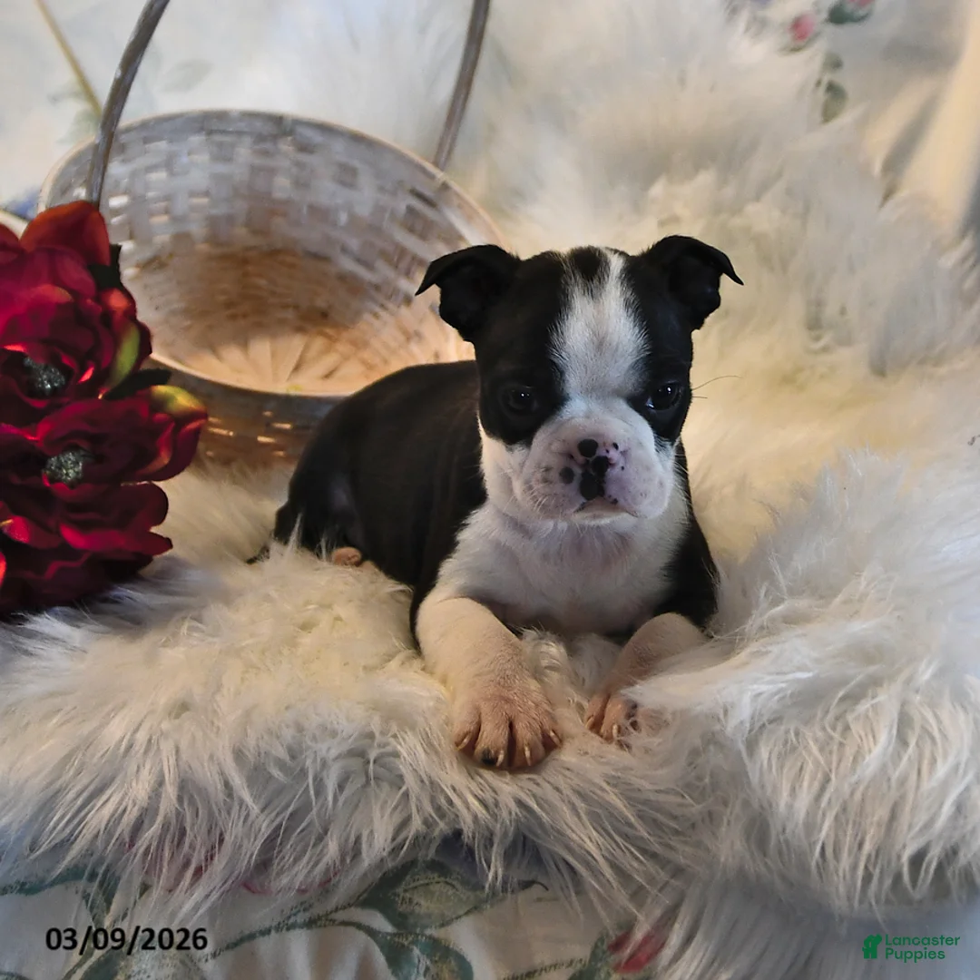 Boston Terrier dogs for sale: Boston - Ad 2