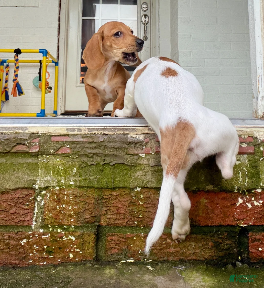 Miniature Dachshund dogs for sale: Miniature Dachshund 1 - Ad 2