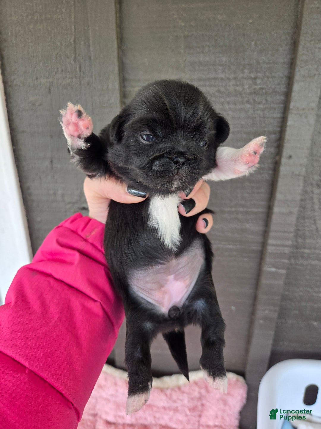 Pekingese dogs for sale: Morticia - Ad 13