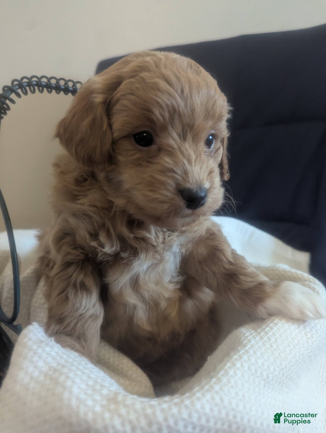 Mini Goldendoodle dogs for sale: Natasha - Ad 5