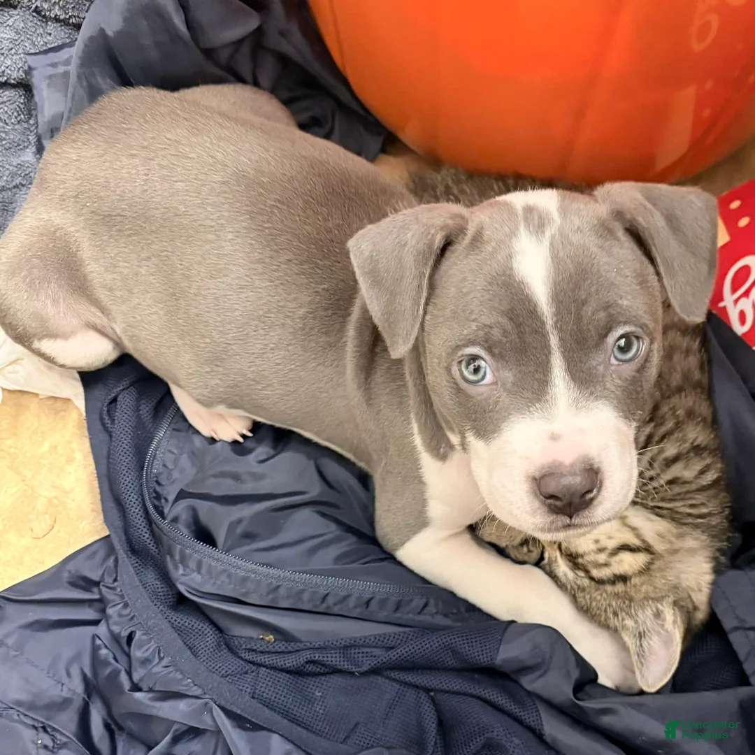 Gallery Image {{count}}