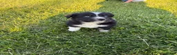 Australian Shepherd dogs for sale: Australian Shepherd Puppy 6 - Ad 5