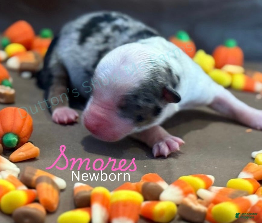 Miniature Australian Shepherd dogs Miniature Australian Shepherd Puppy 5 - Ad 6