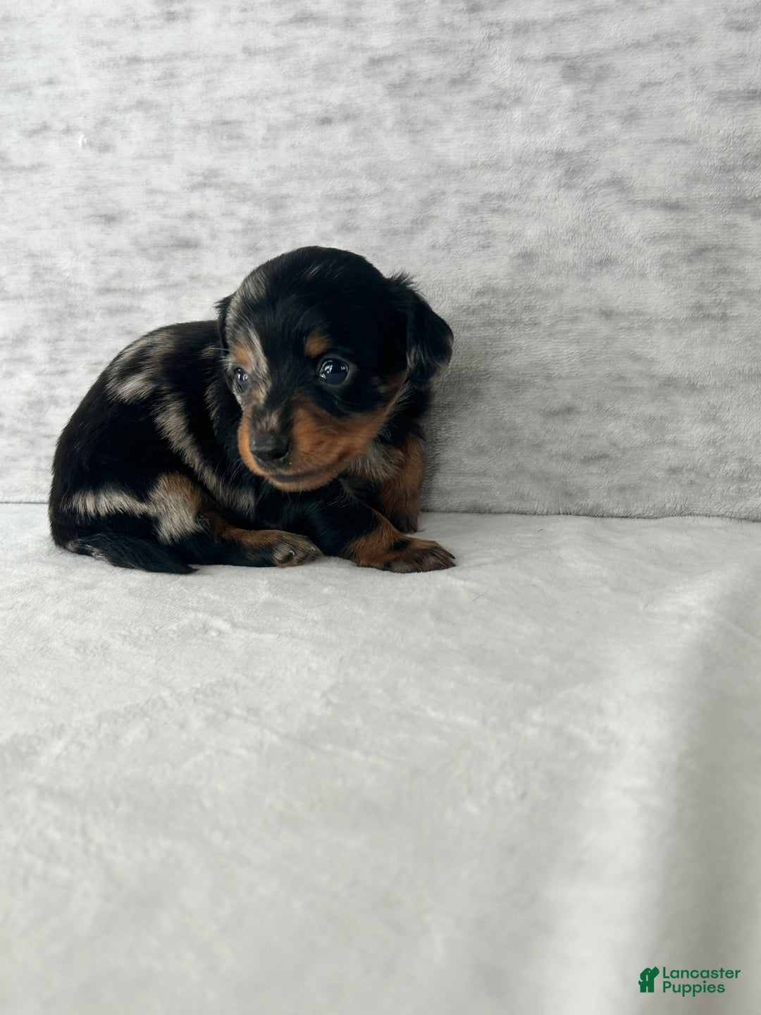 Miniature Dachshund dogs for sale: Wynston the Miniature Dachshund. - Ad 7