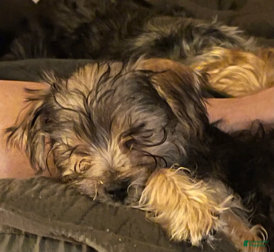 Mixed Breed dogs for sale: Bentley  - Ad 2