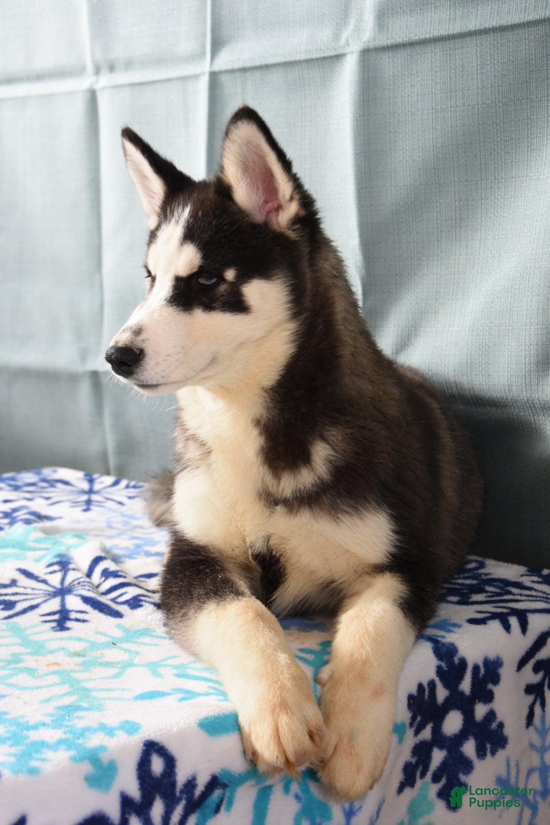 Siberian Husky dogs for sale: Apollo - Ad 2