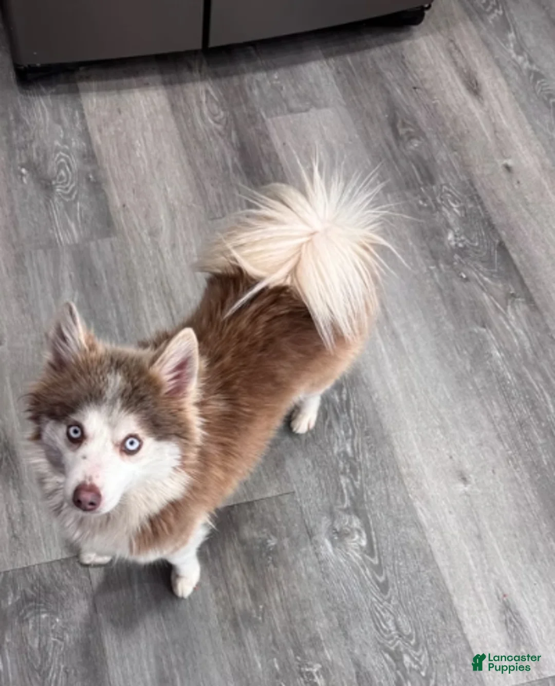 Pomsky dogs for sale: Patches - Ad 2