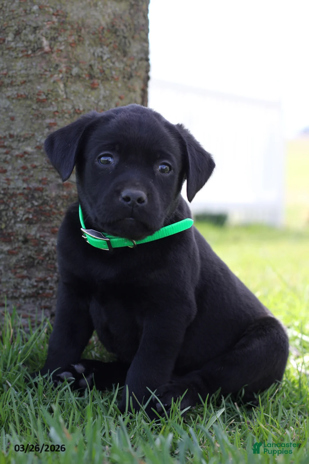 Labrador Retriever dogs for sale: Bubbles - Ad 8