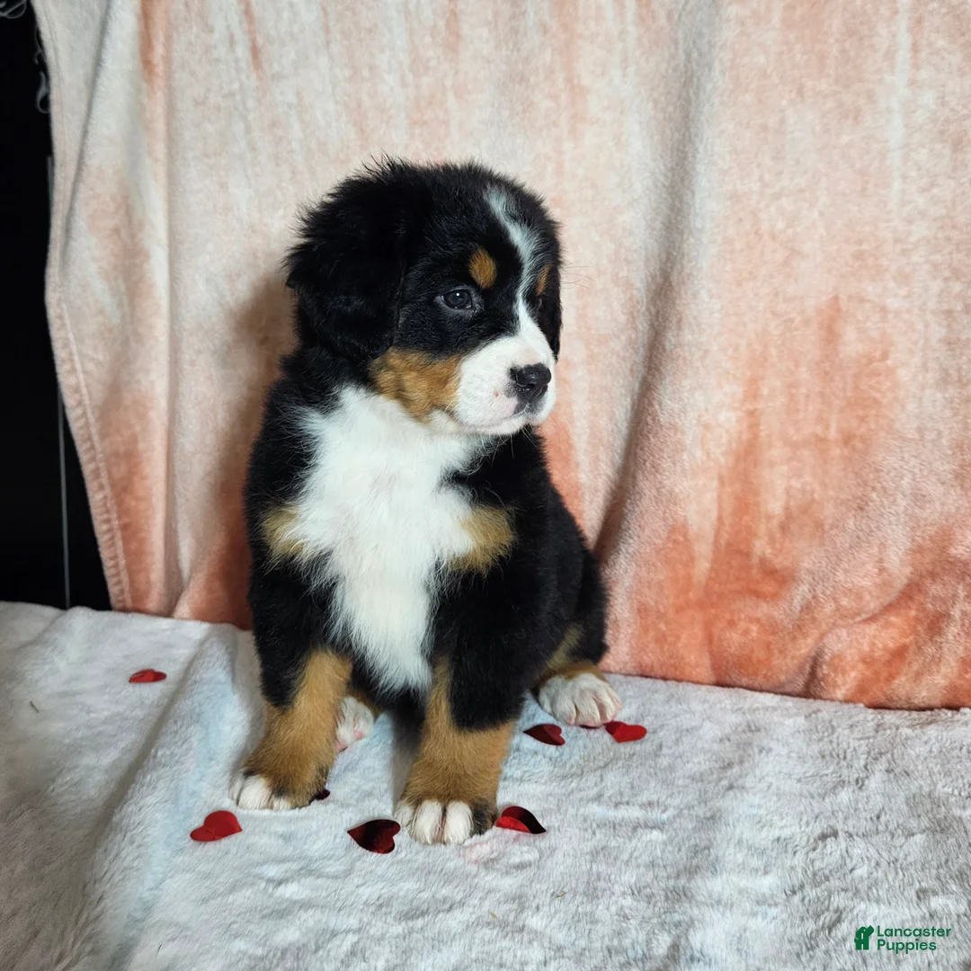 Bernese Mountain Dog dogs for sale: Hazel  - Ad 6