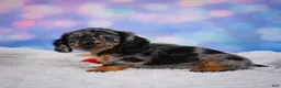 Miniature Dachshund dogs for sale: Rain - Ad 10