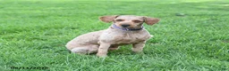 Mixed Breed dogs for sale: Shiloh - Ad 4