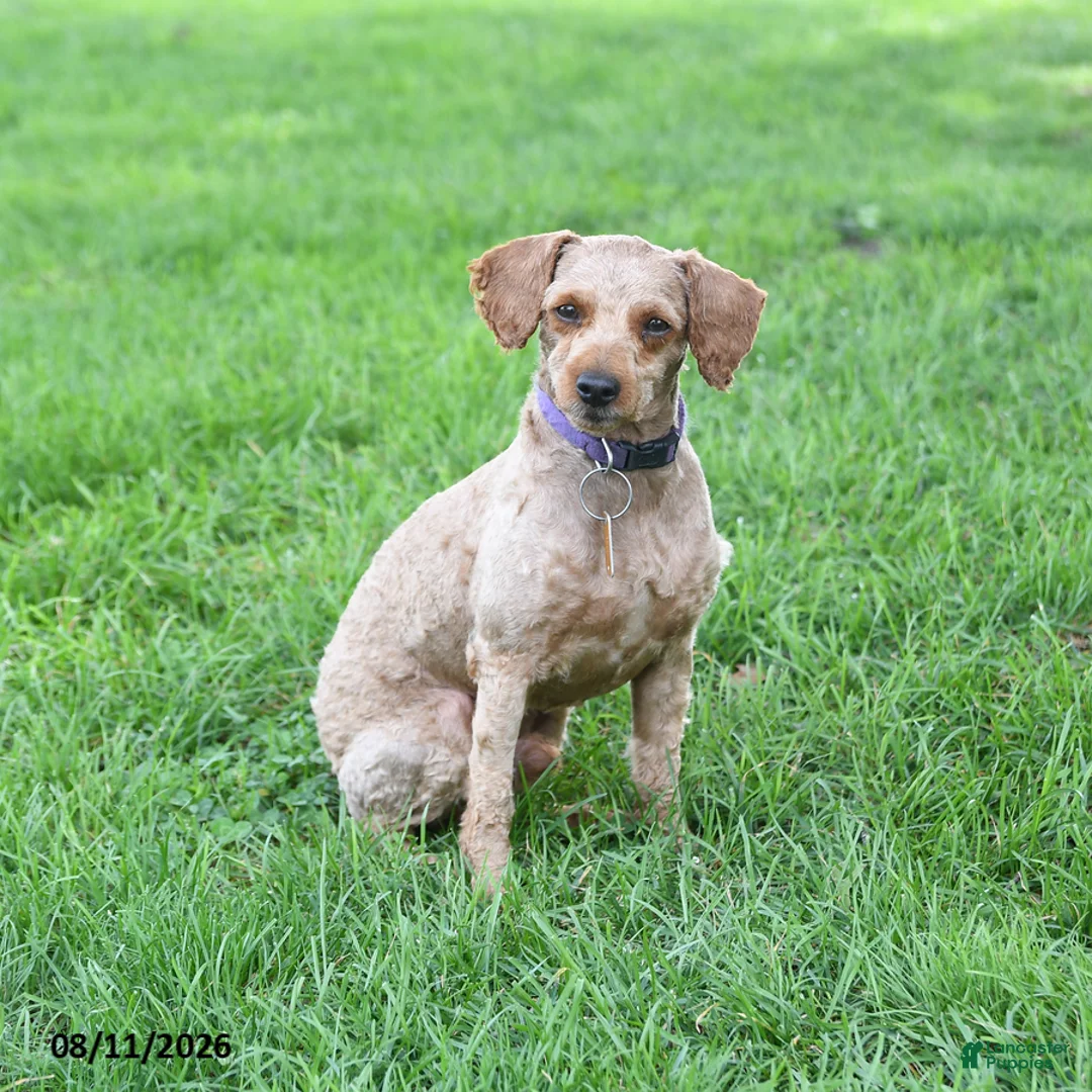 Mixed Breed dogs for sale: Shiloh - Ad 4