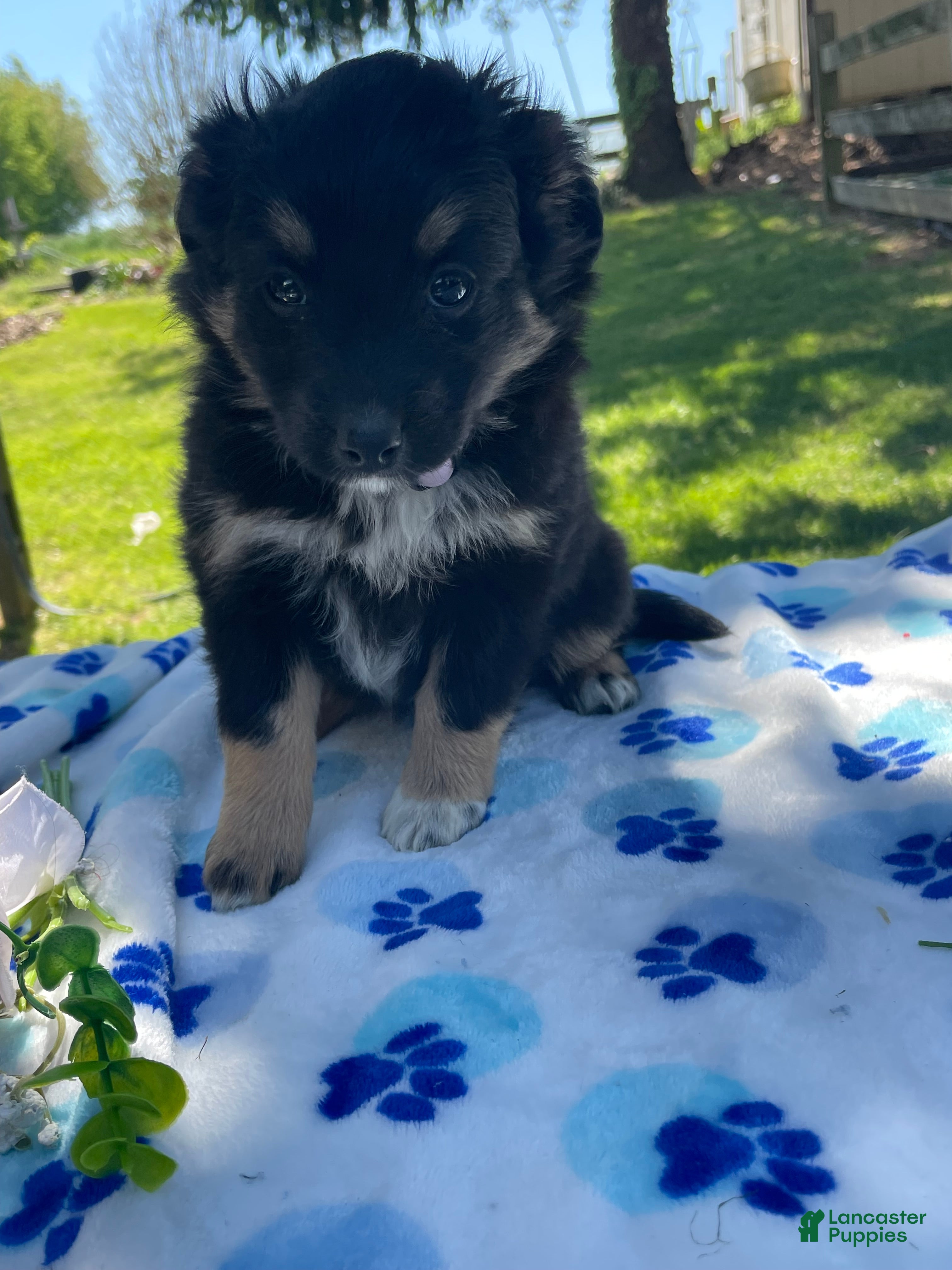 Toy Australian Shepherd dogs Jolie - Ad 5