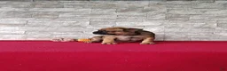 Mixed Breed dogs for sale: Brock - Ad 6