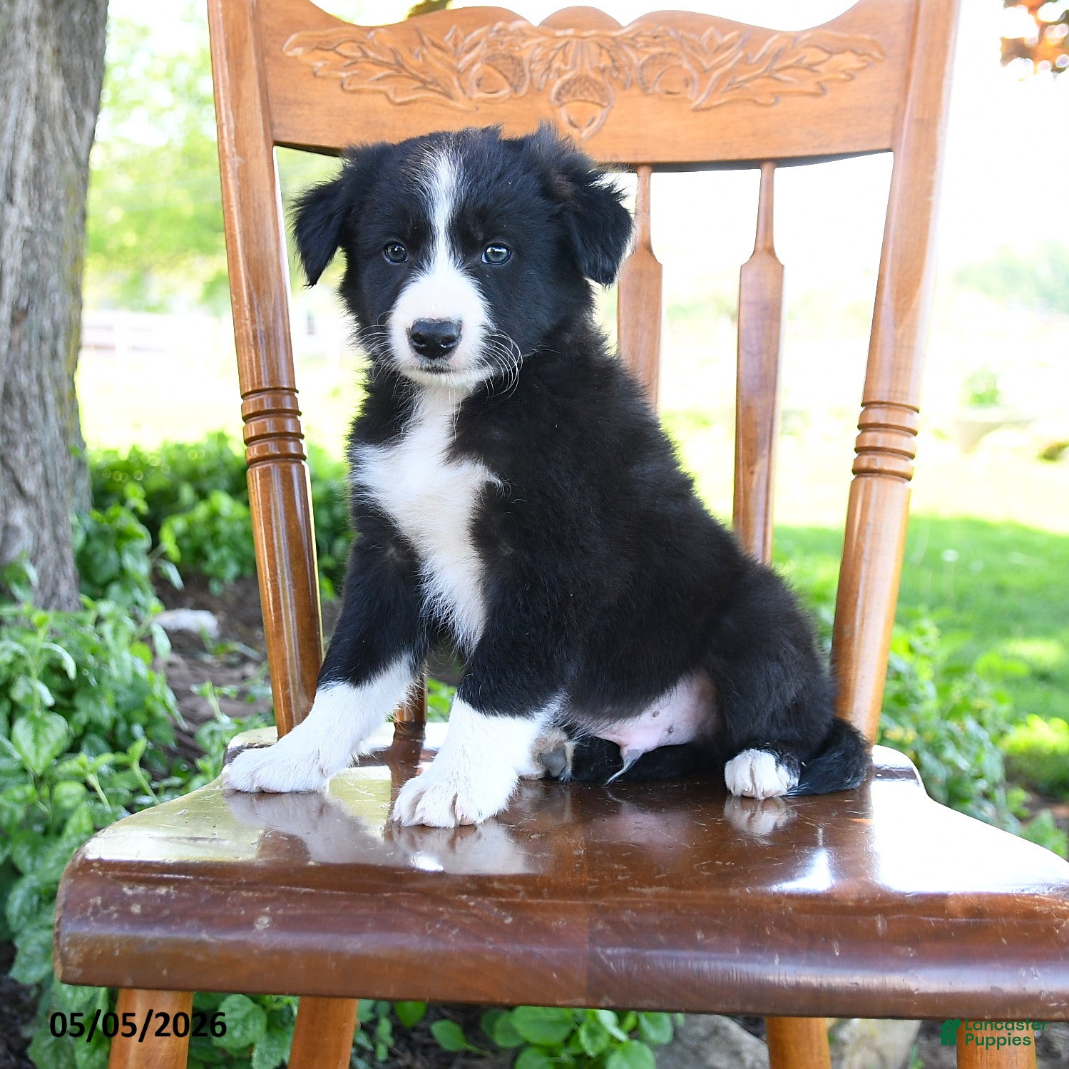 Border Collie dogs for sale: Luis - Ad 2
