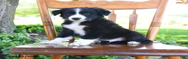 Luis