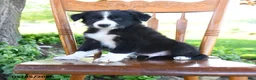 Border Collie dogs for sale: Luis - Ad 1