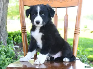 Border Collie dogs for sale: Luis - Ad 2
